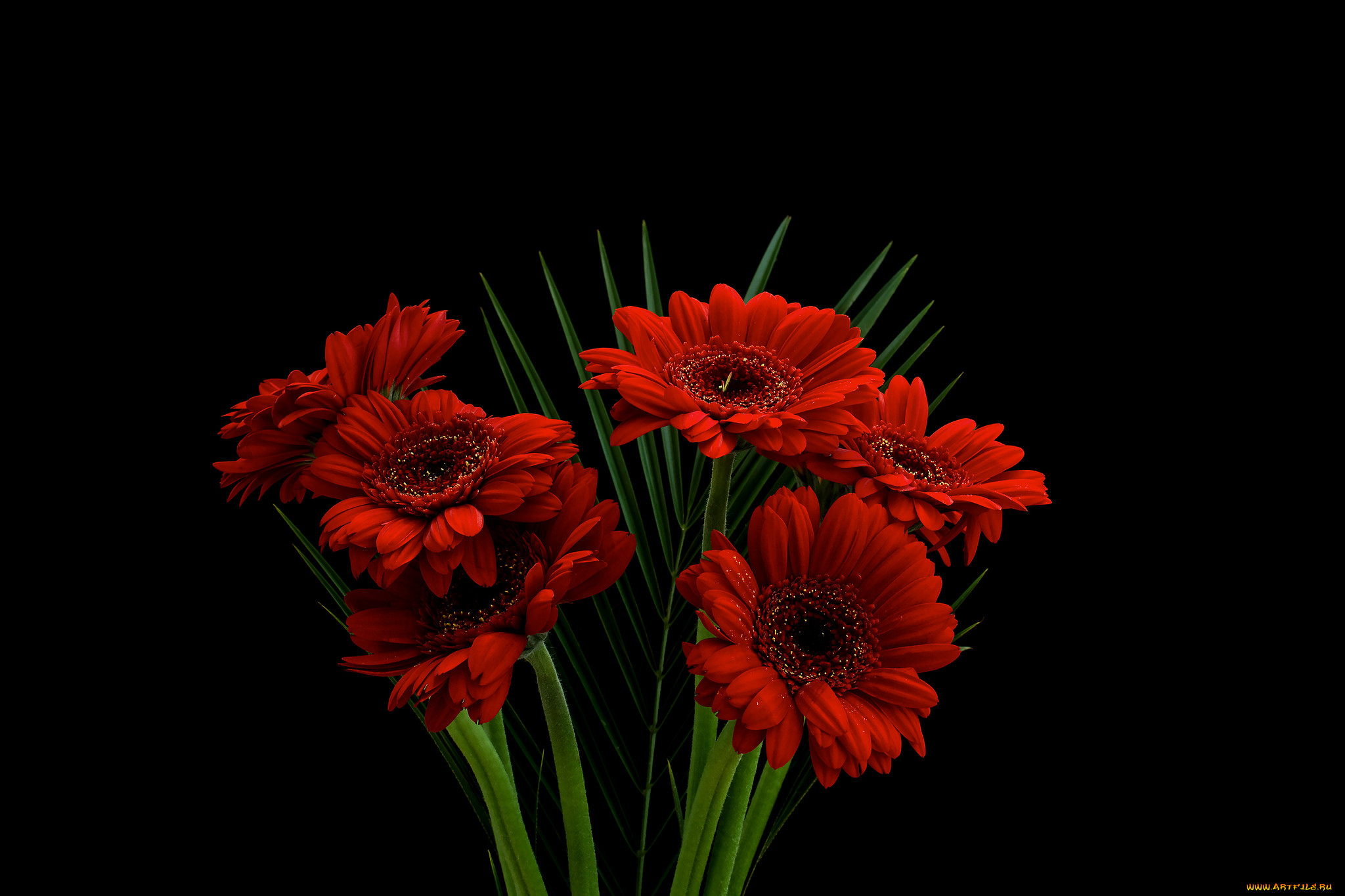 gerbera, , , 